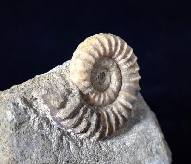 Arnioceras oppeli GUERIN-FRANIATTE 1966 - Bild © FossNet FossilienStore